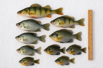 Mixed ice fishing catch of perch, roach and a small pike on clean snow